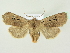  ( - BC ZSM Lep 72600)  @13 [ ] CreativeCommons - Attribution Non-Commercial Share-Alike (2015) Unspecified SNSB, Zoologische Staatssammlung Muenchen