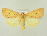  ( - BC ZSM Lep 72601)  @14 [ ] CreativeCommons - Attribution Non-Commercial Share-Alike (2015) Unspecified SNSB, Zoologische Staatssammlung Muenchen