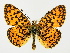  ( - BC ZSM Lep 72626)  @14 [ ] CreativeCommons - Attribution Non-Commercial Share-Alike (2015) Unspecified SNSB, Zoologische Staatssammlung Muenchen