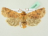  ( - BC ZSM Lep 72644)  @14 [ ] CreativeCommons - Attribution Non-Commercial Share-Alike (2015) Unspecified SNSB, Zoologische Staatssammlung Muenchen