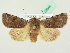  ( - BC ZSM Lep 72645)  @14 [ ] CreativeCommons - Attribution Non-Commercial Share-Alike (2015) Unspecified SNSB, Zoologische Staatssammlung Muenchen
