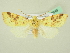  ( - BC ZSM Lep 72649)  @13 [ ] CreativeCommons - Attribution Non-Commercial Share-Alike (2015) Unspecified SNSB, Zoologische Staatssammlung Muenchen
