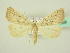  ( - BC ZSM Lep 72659)  @13 [ ] CreativeCommons - Attribution Non-Commercial Share-Alike (2015) Unspecified SNSB, Zoologische Staatssammlung Muenchen