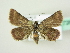  ( - BC ZSM Lep 72663)  @13 [ ] CreativeCommons - Attribution Non-Commercial Share-Alike (2015) Unspecified SNSB, Zoologische Staatssammlung Muenchen