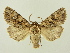  ( - BC ZSM Lep 72669)  @14 [ ] CreativeCommons - Attribution Non-Commercial Share-Alike (2015) Unspecified SNSB, Zoologische Staatssammlung Muenchen