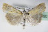  ( - BC ZSM Lep 72690)  @14 [ ] CreativeCommons - Attribution Non-Commercial Share-Alike (2015) Unspecified SNSB, Zoologische Staatssammlung Muenchen