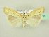  ( - BC ZSM Lep 72691)  @13 [ ] CreativeCommons - Attribution Non-Commercial Share-Alike (2015) Unspecified SNSB, Zoologische Staatssammlung Muenchen