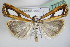  ( - BC ZSM Lep 72705)  @13 [ ] CreativeCommons - Attribution Non-Commercial Share-Alike (2015) Unspecified SNSB, Zoologische Staatssammlung Muenchen