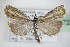  ( - BC ZSM Lep 72708)  @13 [ ] CreativeCommons - Attribution Non-Commercial Share-Alike (2015) Unspecified SNSB, Zoologische Staatssammlung Muenchen