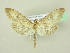  ( - BC ZSM Lep 72715)  @13 [ ] CreativeCommons - Attribution Non-Commercial Share-Alike (2015) Unspecified SNSB, Zoologische Staatssammlung Muenchen