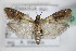  ( - BC ZSM Lep 72717)  @14 [ ] CreativeCommons - Attribution Non-Commercial Share-Alike (2015) Unspecified SNSB, Zoologische Staatssammlung Muenchen