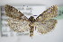  ( - BC ZSM Lep 72724)  @13 [ ] CreativeCommons - Attribution Non-Commercial Share-Alike (2015) Unspecified SNSB, Zoologische Staatssammlung Muenchen