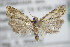  ( - BC ZSM Lep 72730)  @13 [ ] CreativeCommons - Attribution Non-Commercial Share-Alike (2015) Unspecified SNSB, Zoologische Staatssammlung Muenchen