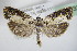  ( - BC ZSM Lep 72732)  @13 [ ] CreativeCommons - Attribution Non-Commercial Share-Alike (2015) Unspecified SNSB, Zoologische Staatssammlung Muenchen