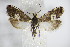  ( - BC ZSM Lep 72746)  @13 [ ] CreativeCommons - Attribution Non-Commercial Share-Alike (2015) Unspecified SNSB, Zoologische Staatssammlung Muenchen