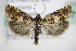  ( - BC ZSM Lep 72757)  @13 [ ] CreativeCommons - Attribution Non-Commercial Share-Alike (2015) Unspecified SNSB, Zoologische Staatssammlung Muenchen