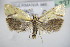  ( - BC ZSM Lep 72763)  @13 [ ] CreativeCommons - Attribution Non-Commercial Share-Alike (2015) Unspecified SNSB, Zoologische Staatssammlung Muenchen