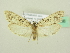  ( - BC ZSM Lep 72766)  @14 [ ] CreativeCommons - Attribution Non-Commercial Share-Alike (2015) Unspecified SNSB, Zoologische Staatssammlung Muenchen