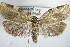  ( - BC ZSM Lep 72768)  @14 [ ] CreativeCommons - Attribution Non-Commercial Share-Alike (2015) Unspecified SNSB, Zoologische Staatssammlung Muenchen