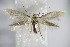  ( - BC ZSM Lep 75822)  @15 [ ] CreativeCommons - Attribution Non-Commercial Share-Alike (2015) Unspecified SNSB, Zoologische Staatssammlung Muenchen