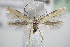  ( - BC ZSM Lep 75824)  @13 [ ] CreativeCommons - Attribution Non-Commercial Share-Alike (2015) Unspecified SNSB, Zoologische Staatssammlung Muenchen