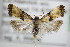  (Eupoecilia angustana - BC ZSM Lep 75831)  @14 [ ] CreativeCommons - Attribution Non-Commercial Share-Alike (2015) Unspecified SNSB, Zoologische Staatssammlung Muenchen