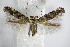  ( - BC ZSM Lep 75839)  @13 [ ] CreativeCommons - Attribution Non-Commercial Share-Alike (2015) Unspecified SNSB, Zoologische Staatssammlung Muenchen