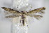  ( - BC ZSM Lep 75842)  @14 [ ] CreativeCommons - Attribution Non-Commercial Share-Alike (2015) Unspecified SNSB, Zoologische Staatssammlung Muenchen