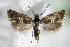  ( - BC ZSM Lep 75855)  @14 [ ] CreativeCommons - Attribution Non-Commercial Share-Alike (2015) Unspecified SNSB, Zoologische Staatssammlung Muenchen