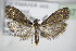  ( - BC ZSM Lep 75872)  @14 [ ] CreativeCommons - Attribution Non-Commercial Share-Alike (2015) Unspecified SNSB, Zoologische Staatssammlung Muenchen
