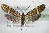  ( - BC ZSM Lep 75901)  @14 [ ] CreativeCommons - Attribution Non-Commercial Share-Alike (2015) Unspecified SNSB, Zoologische Staatssammlung Muenchen