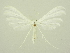  ( - BC ZSM Lep 75906)  @12 [ ] CreativeCommons - Attribution Non-Commercial Share-Alike (2015) Unspecified SNSB, Zoologische Staatssammlung Muenchen
