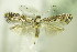  (Parornix atripalpella - BC ZSM Lep 76399)  @13 [ ] CreativeCommons - Attribution Non-Commercial Share-Alike (2015) Unspecified SNSB, Zoologische Staatssammlung Muenchen