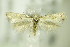  ( - BC ZSM Lep 76415)  @14 [ ] CreativeCommons - Attribution Non-Commercial Share-Alike (2015) Unspecified SNSB, Zoologische Staatssammlung Muenchen