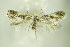  ( - BC ZSM Lep 76422)  @13 [ ] CreativeCommons - Attribution Non-Commercial Share-Alike (2015) Unspecified SNSB, Zoologische Staatssammlung Muenchen