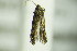  ( - BC ZSM Lep 76855)  @12 [ ] Unspecified (default): All Rights Reserved  Unspecified Unspecified