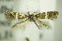  ( - BC ZSM Lep 76861)  @11 [ ] CreativeCommons - Attribution Non-Commercial Share-Alike (2015) Unspecified SNSB, Zoologische Staatssammlung Muenchen