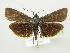  ( - BC ZSM Lep 76876)  @13 [ ] Unspecified (default): All Rights Reserved  Unspecified Unspecified