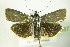  ( - BC ZSM Lep 76877)  @12 [ ] Unspecified (default): All Rights Reserved  Unspecified Unspecified