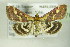  ( - BC ZSM Lep 76945)  @11 [ ] CreativeCommons - Attribution Non-Commercial Share-Alike (2015) Unspecified SNSB, Zoologische Staatssammlung Muenchen