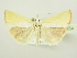 ( - BC ZSM Lep 76954)  @13 [ ] CreativeCommons - Attribution Non-Commercial Share-Alike (2015) Unspecified SNSB, Zoologische Staatssammlung Muenchen