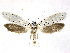  ( - BC ZSM Lep 76964)  @11 [ ] Unspecified (default): All Rights Reserved  Unspecified Unspecified