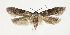  ( - BC ZSM Lep 76967)  @14 [ ] Unspecified (default): All Rights Reserved  Unspecified Unspecified
