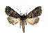  ( - BC ZSM Lep 76970)  @15 [ ] Unspecified (default): All Rights Reserved  Unspecified Unspecified