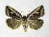  ( - BC ZSM Lep 76982)  @14 [ ] Unspecified (default): All Rights Reserved  Unspecified Unspecified