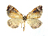  ( - BC ZSM Lep 76985)  @13 [ ] Unspecified (default): All Rights Reserved  Unspecified Unspecified