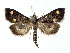  ( - BC ZSM Lep 76989)  @11 [ ] Unspecified (default): All Rights Reserved  Unspecified Unspecified