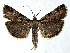  ( - BC ZSM Lep 76991)  @13 [ ] Unspecified (default): All Rights Reserved  Unspecified Unspecified