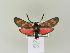  ( - BC ZSM Lep 77008)  @13 [ ] CreativeCommons - Attribution Non-Commercial Share-Alike (2015) Unspecified SNSB, Zoologische Staatssammlung Muenchen