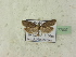  ( - BC ZSM Lep 77037)  @13 [ ] Unspecified (default): All Rights Reserved  Unspecified Unspecified